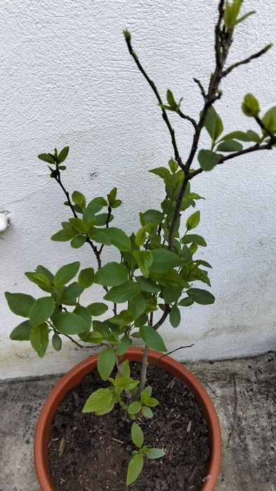 Ameixoeira em vaso