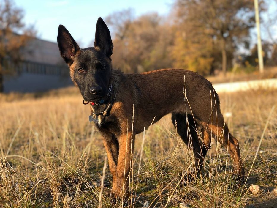 Бельгийская овчарка малинуа