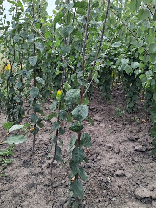 Продам саджанці гурт