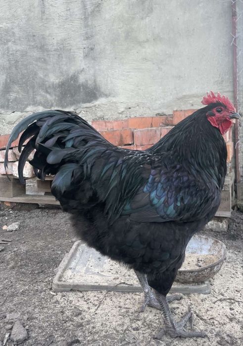 Півень джерсійський гігант