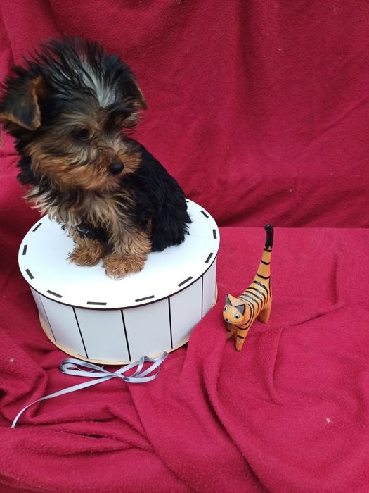 Дуже  -дуже-класні хлопчик і дівчатка-йорчики.