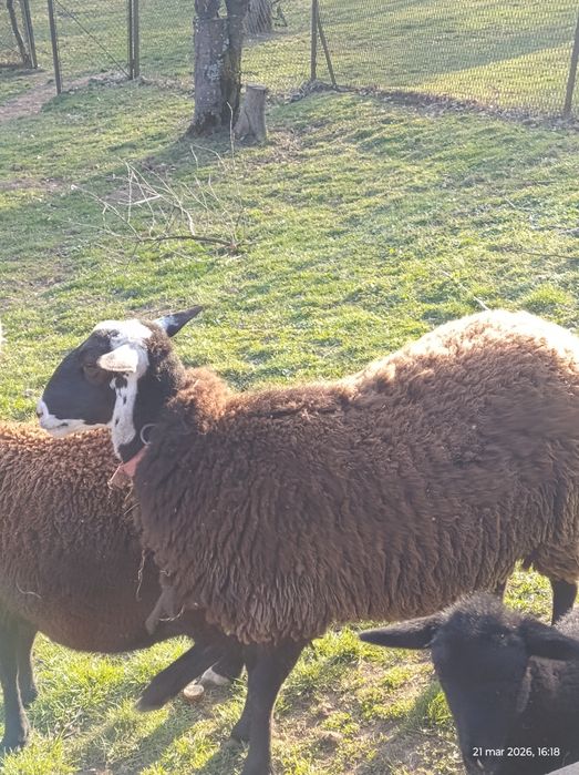 Sprzedam owcę owca Nolana