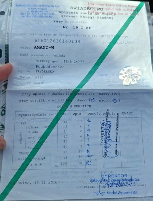 Sprzedam Ogiera Huculskiego z licencją, kryjącego