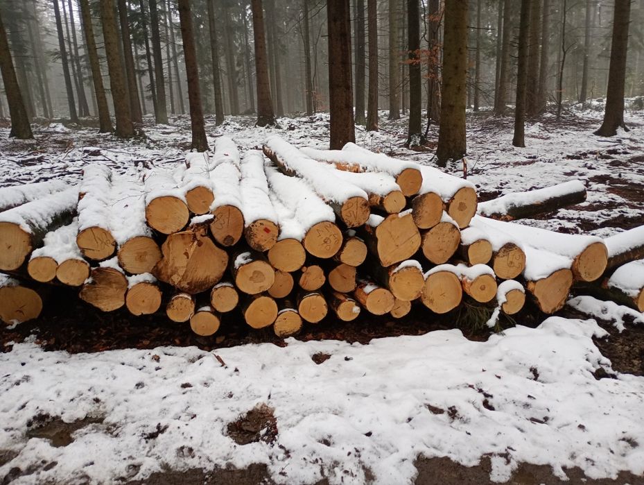 drewno opałowe twarde buk brzoza transport GRATIS