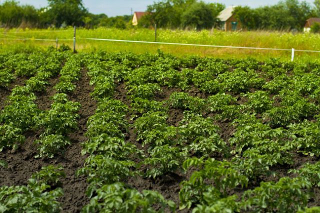 Земельна ділянка