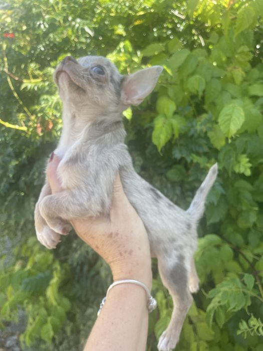 Chihuahua lilac merle femea