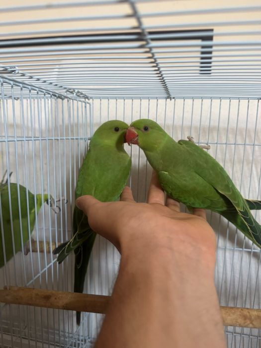 Bébés de Ring neck verde