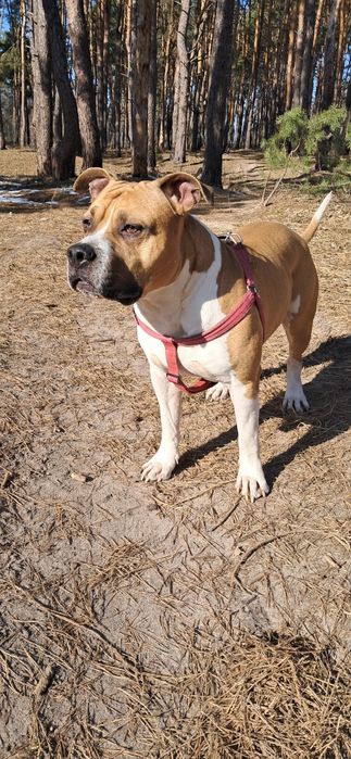 В'язка амстафф кобель шукає дівчинку