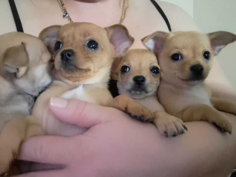Продаж Чіхуа хуа цуценят