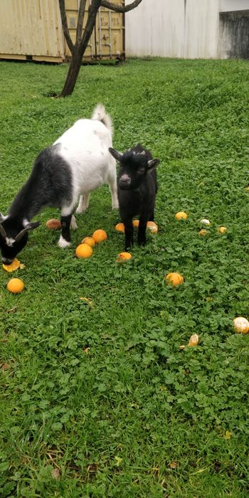 Cabras mikros anãs