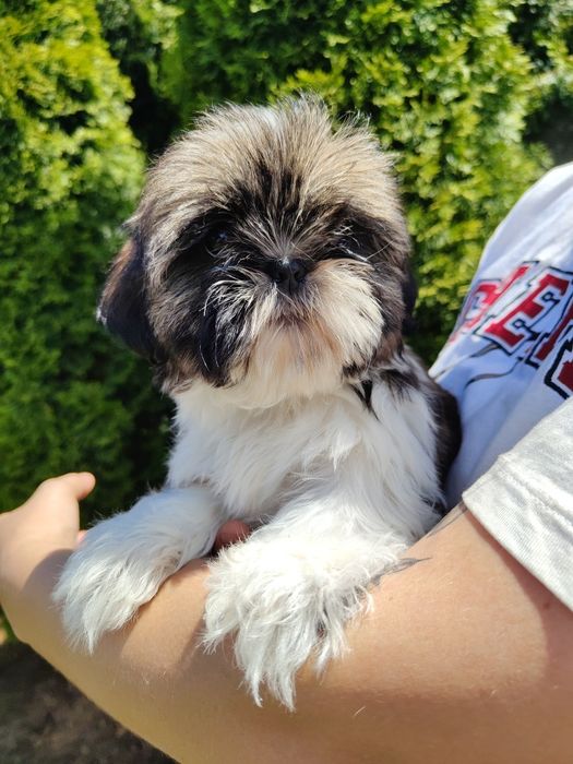 Piękny Shih Tzu z rodowodem