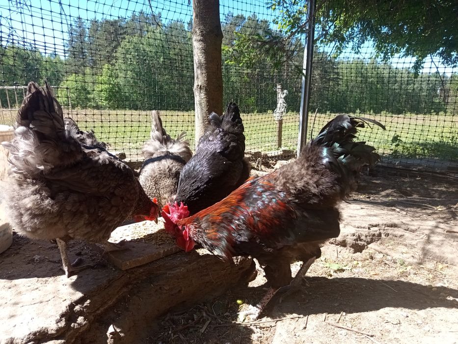 Stadko kur Marans 6 + 1 / czerwona skorupa