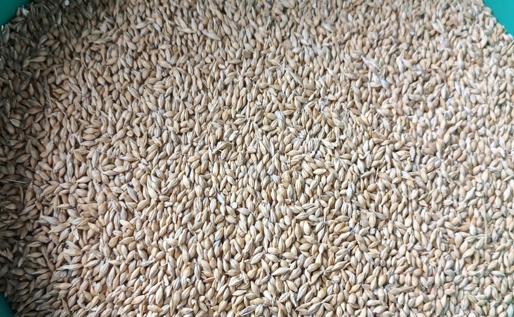 Ярий ячмінь, пшениця озима