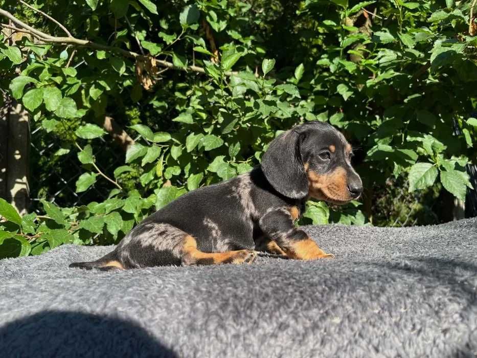 Teckel merle disponivel