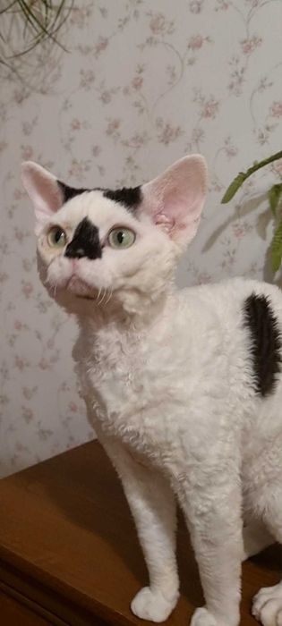 Kocięta  koty Devon Rex