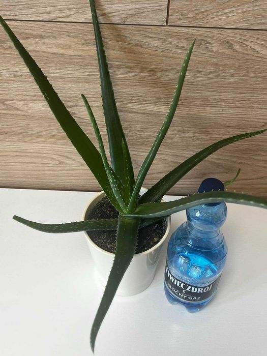 Aloes kwiat leczniczy zdrowy