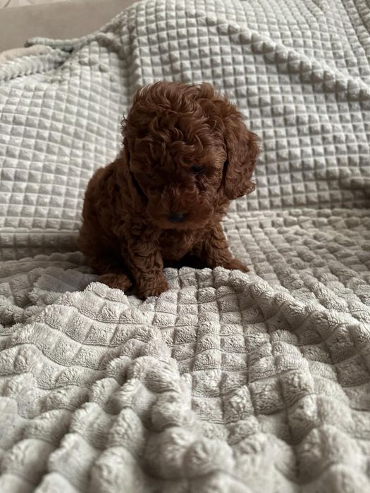 Той пудель,Ред браун