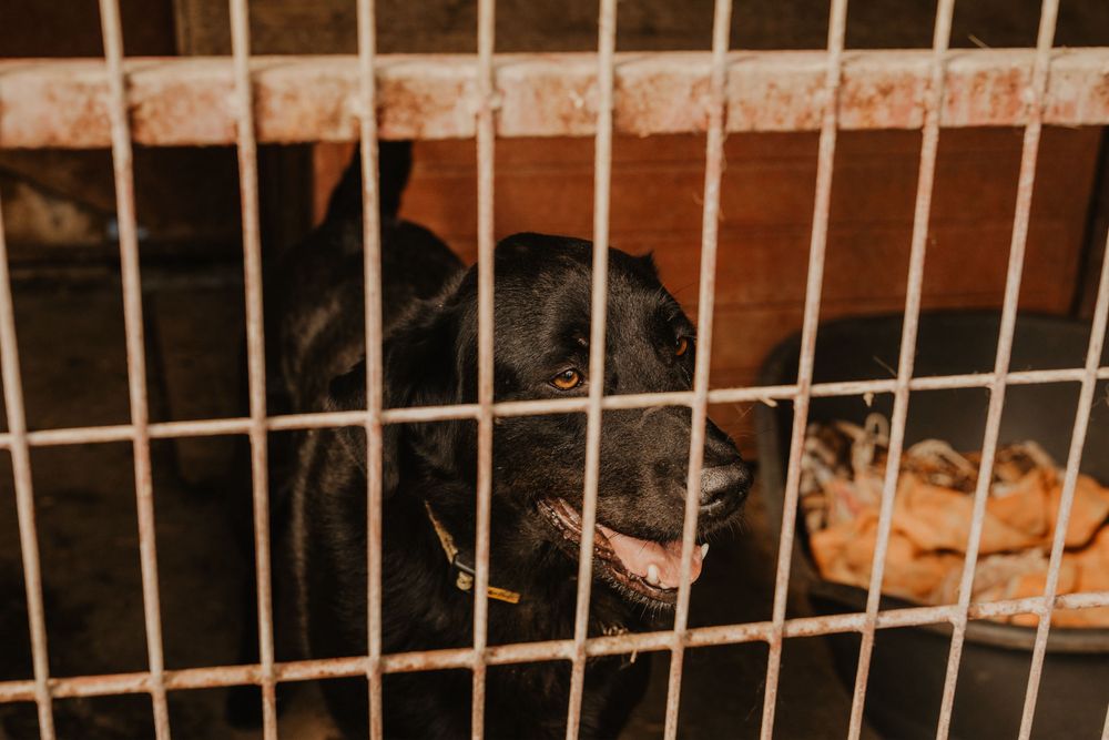 Stefan prawie jak labrador szuka domu