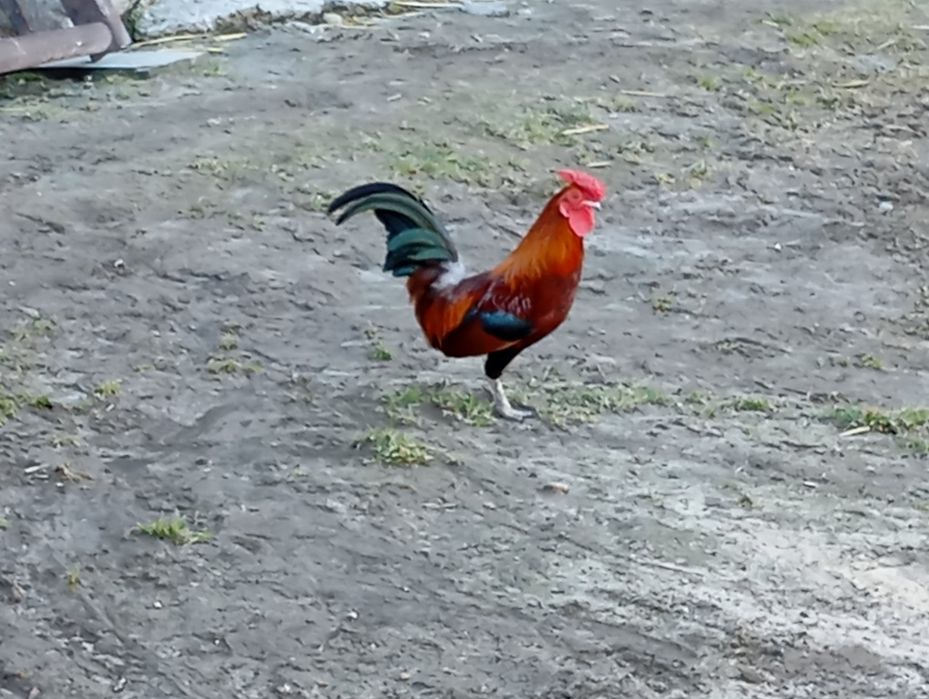 Kury, koguty  ozdobne miniaturki