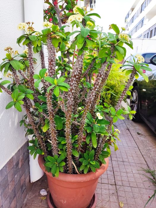 Seleção de plantas e cactos