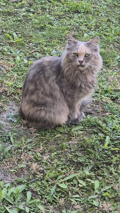 Кішечка, Безкоштовно