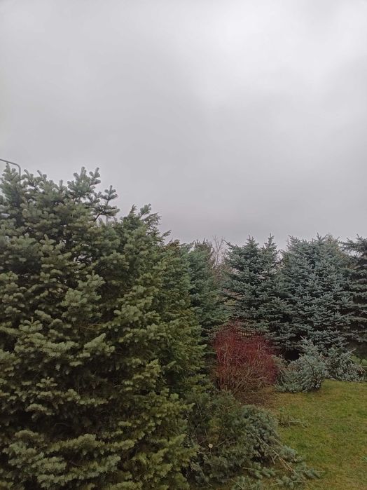 Przycinanie tuj krzewów drzew koszenie trawy