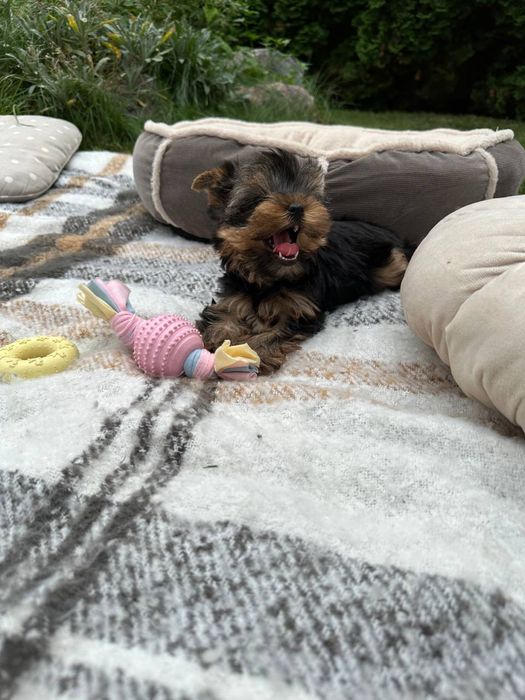 Йорк дівчинка — лагідна та розумна