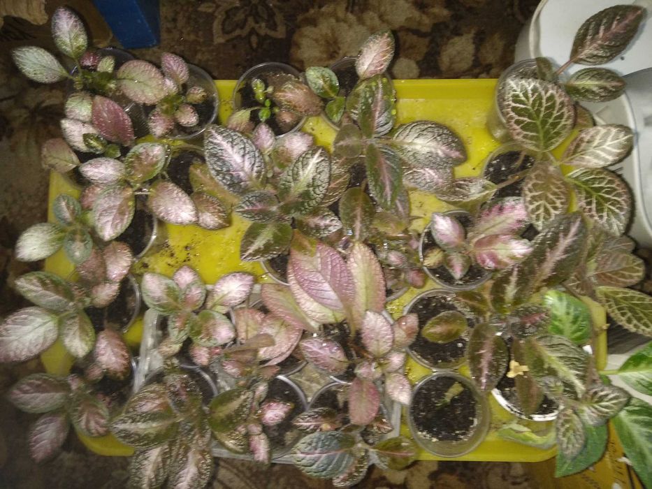 Еписції декілька сортів