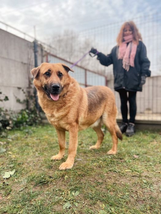 Misiek kochany duży piesek 6 letni takie piękne cudeńko czeka z otwart