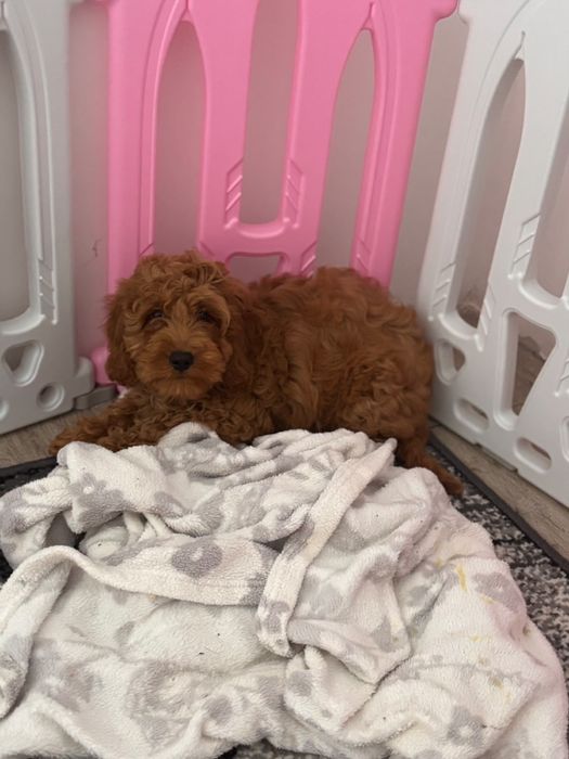 Cockapoo - uroczy piesek
