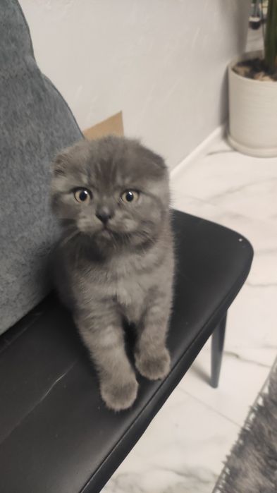 Шотландский красавчик