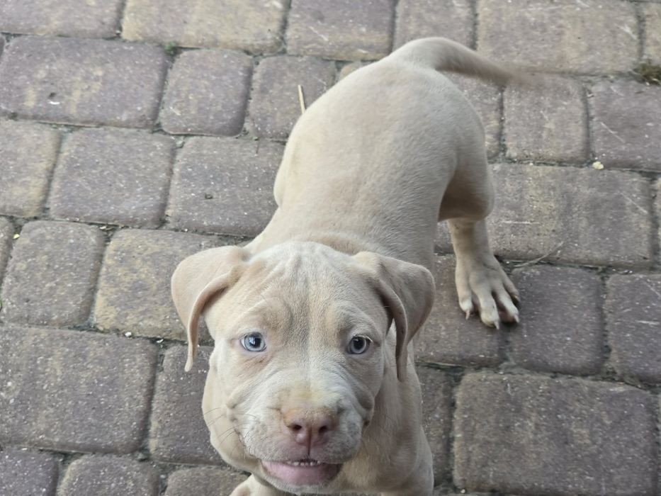 Suczka american bully xl z metryką