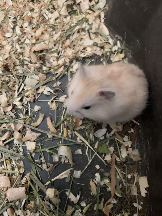 Джунгарські хоміки .Кліточки