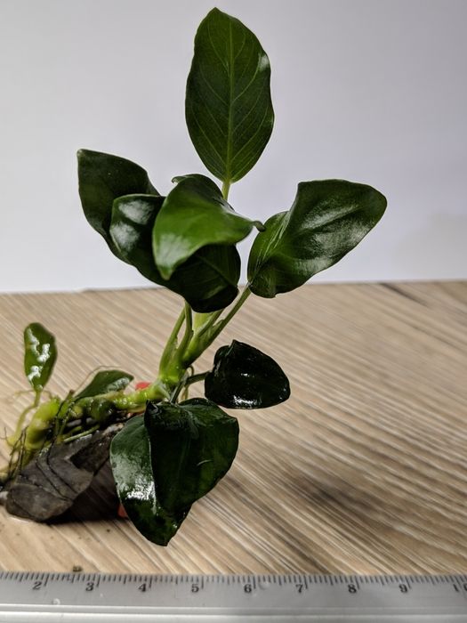 Анубіас нана Петіт