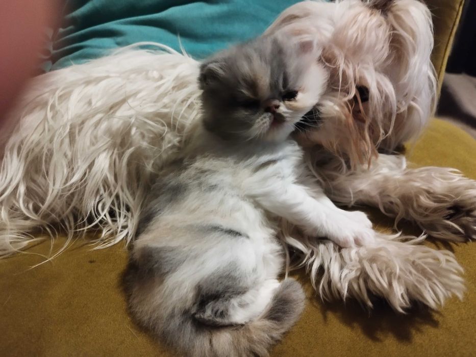 Kotka pers z długim włosem ( rodowód )