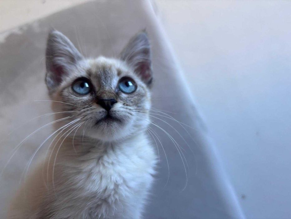 Gatinha amorosa para doação.