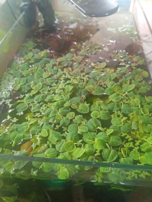 Phyllanthus fluitans  planta flutuante