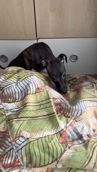 Suczka Charcik włoski FCI po Zwyciężcy Świata „25