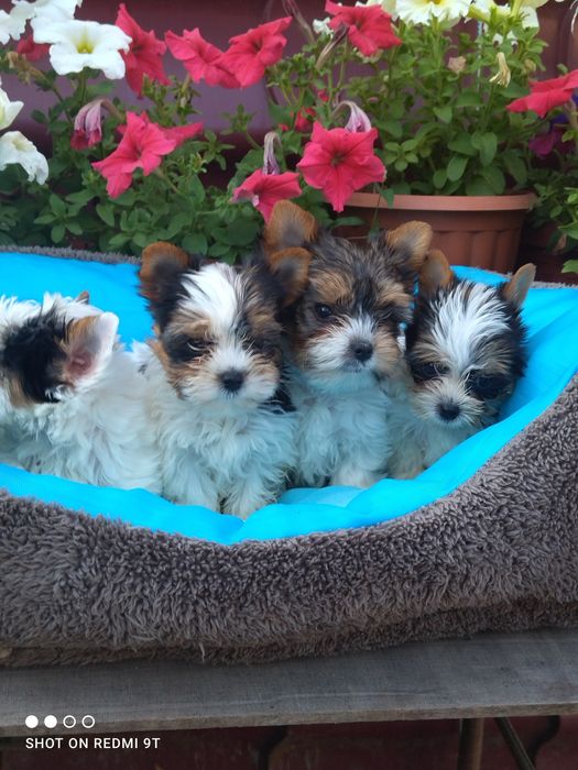 Мини малыши бивер Йорка .