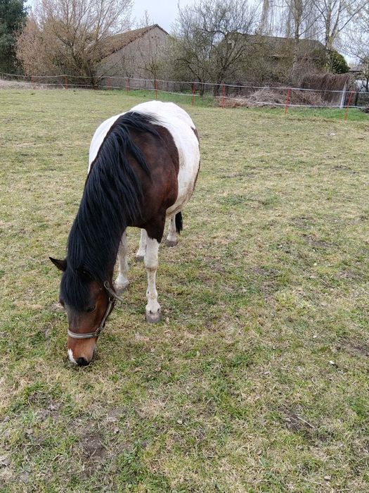 Klacz Huculska 8 lat