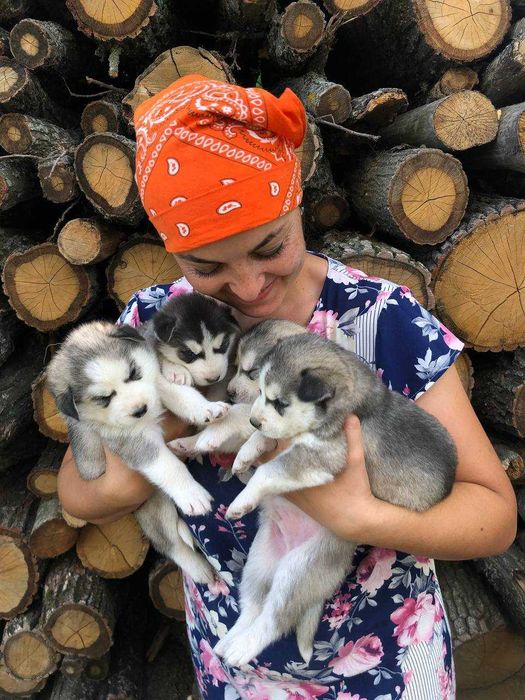 Продам цуценят чистокровні породи Хаски за договірною ціною