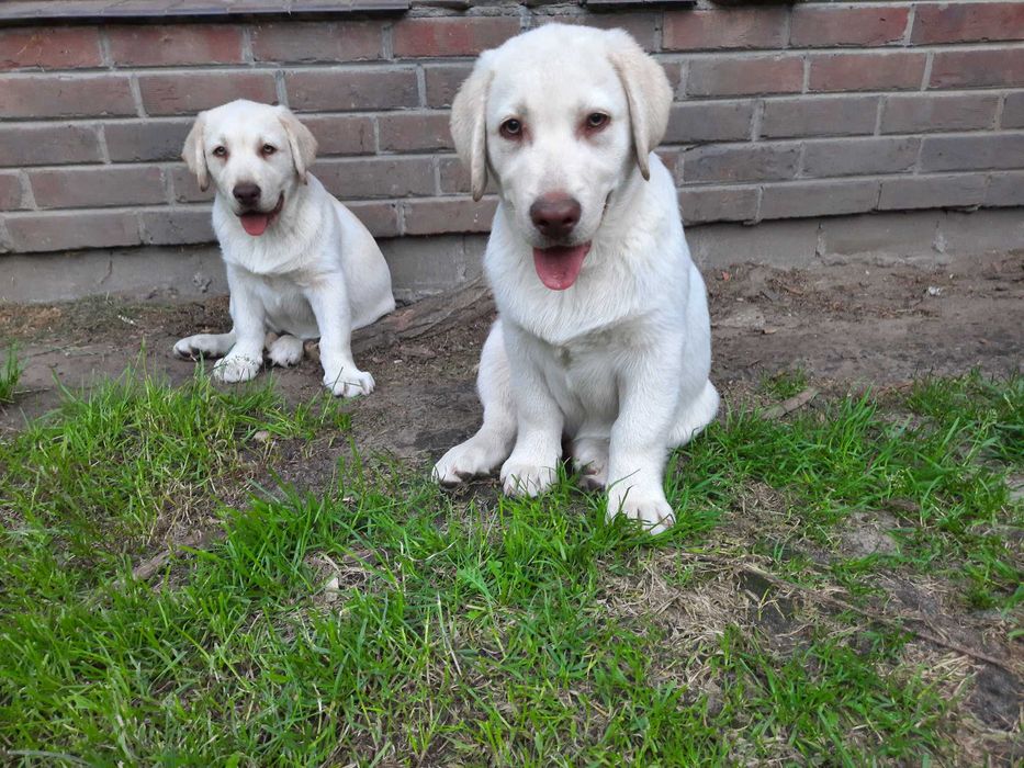 Labrador Retriever żółty piesekZKwP  ,FCI