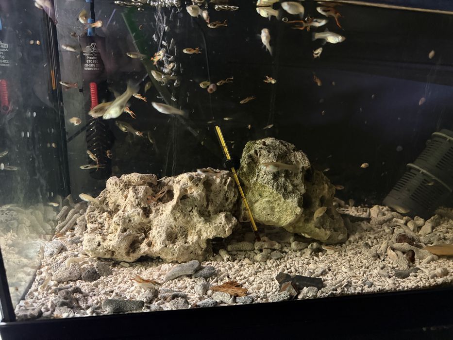 Guppies variados 10€ grupo de 12 , aceito troca por outras espécies