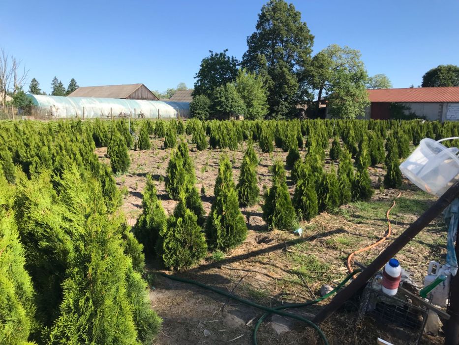Tuja szmaragd z gruntu, producent, dowóz