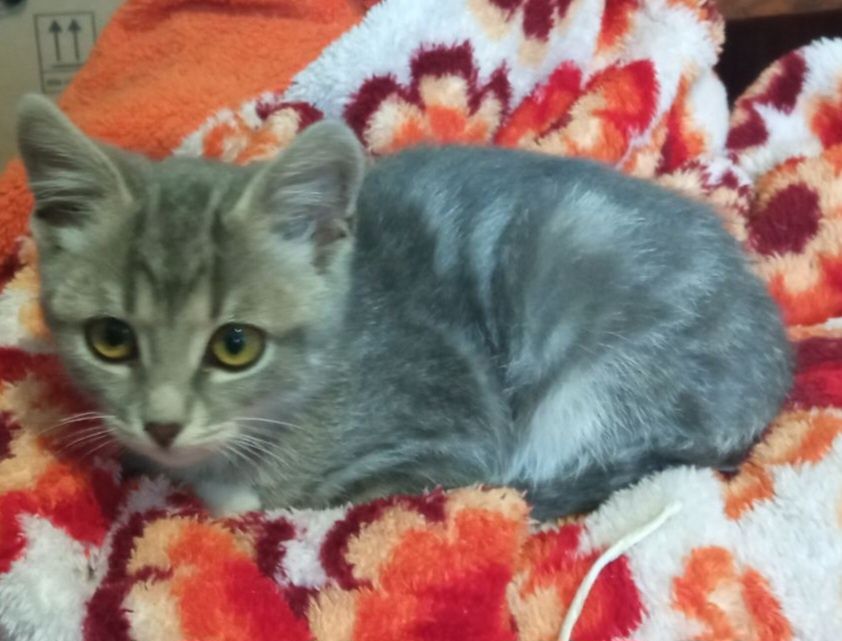 кошеня дівчинка Васелина