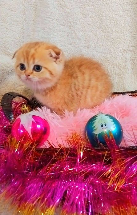 Милашка девочка вислоушка Золотая шиншилла