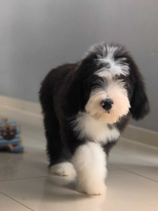 Szczenię rasy Bearded collie FCI