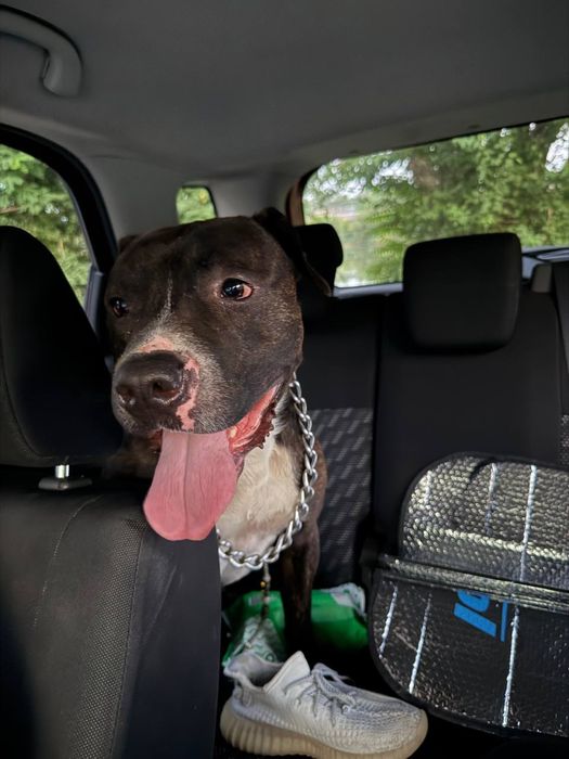 Стаффорд ищет дом/семью