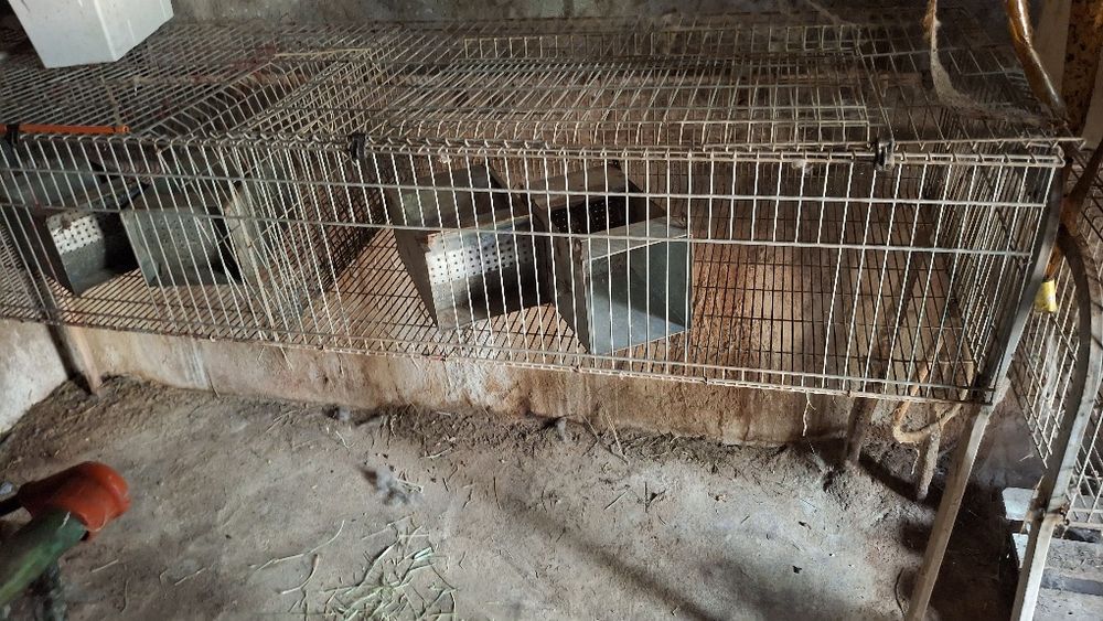 Coelheiras,  gaiolas coelhos