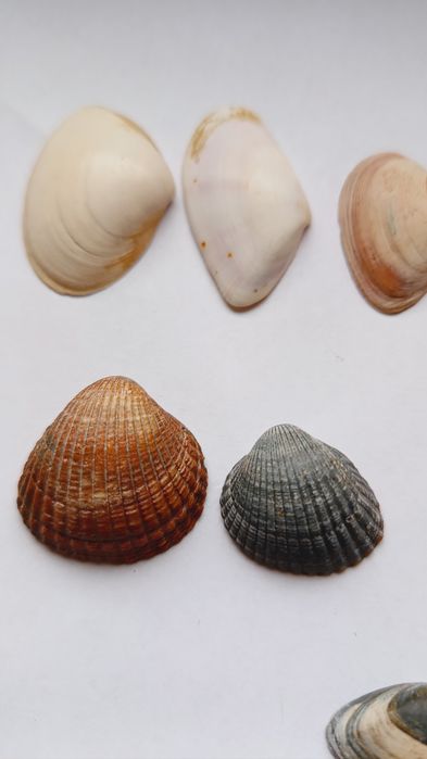 Muszelki morskie, 20 sztuk